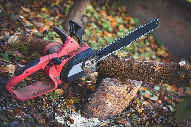 How Our Tree Care Process Works  in  Charlack, MO